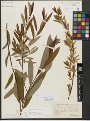 Foto von Salix triandra subsp. amygdalina (L.) Schübl. & G. Martens
